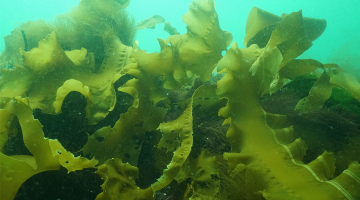 Photo of kelp forest underwater. Very green