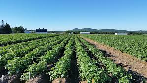 Potato fields, Aroostook County, Maine