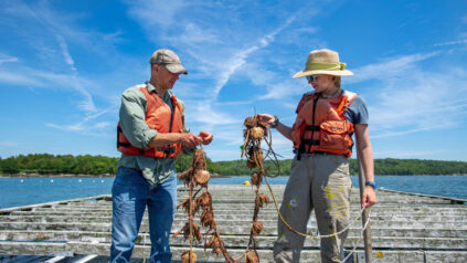 two researchers harvesting scallops