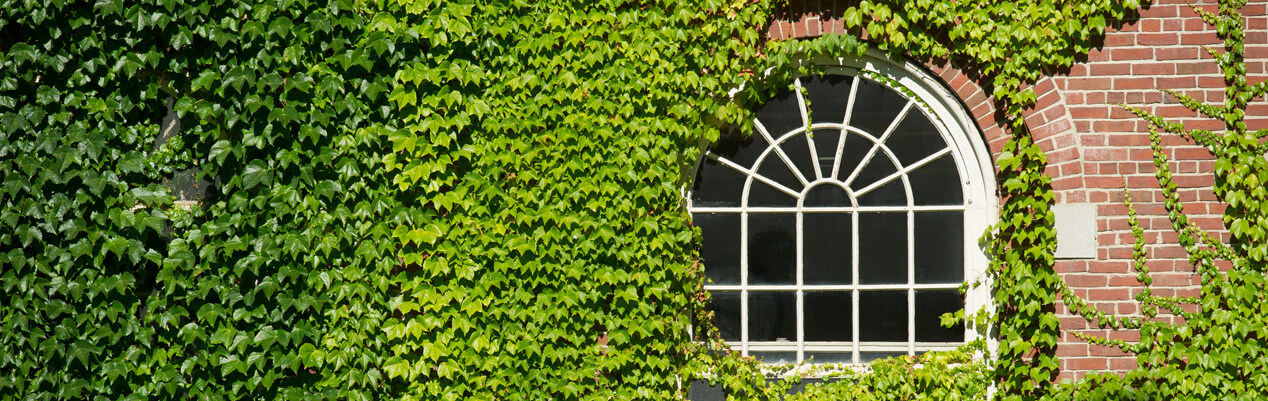 Ivy-covered wall with a window