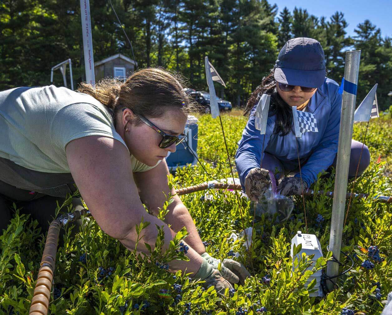 A photo of two people conducting blueberry research in a field